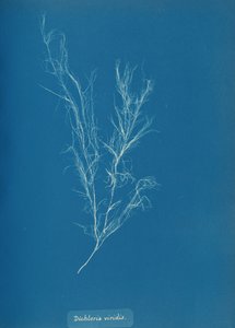 Dichloria viridis, ca. 1853. av Anna Atkins