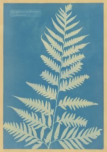  av Anna Atkins