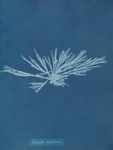 Dictyota dichotoma, ca. 1853.    1195401   no       norwegian Successfully Translated  Original: La Croisette, Cannes (oil on canvas) Translat: La Croisette, Cannes (oil on canvas) 1417499 no norwegian Successfully Translated Original: Lady Torrens and Fam av Anna Atkins