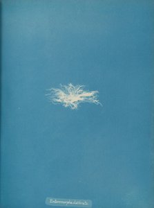 Enteromorpha clathrata, ca. 1853. av Anna Atkins