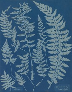 Bregner. Prøve av cyanotype, 1840-tallet.
