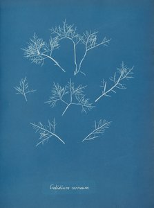 Kornealfrost, ca. 1853 av Anna Atkins