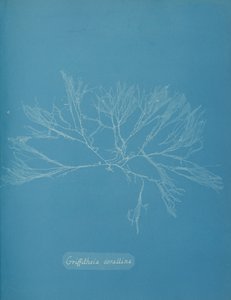 Coral Griffithsia, ca. 1853. av Anna Atkins