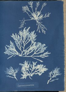  av Anna Atkins