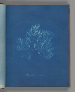 Polysiphonia violacea av Anna Atkins