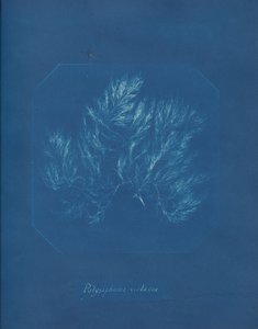 Polysiphonia violacea, ca. 1853. av Anna Atkins