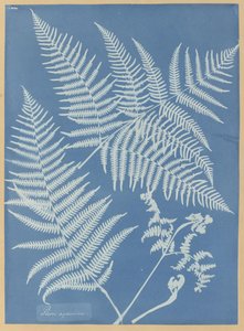  av Anna Atkins