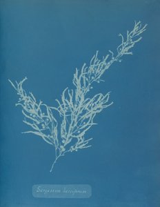 Sargassum bacciferum, ca. 1853. av Anna Atkins