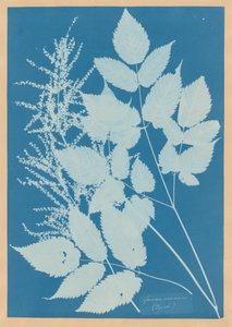  av Anna Atkins