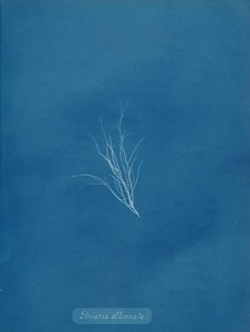 Striaria svekket, ca. 1853. av Anna Atkins