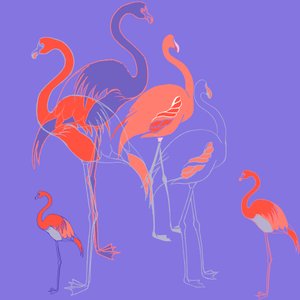 Flamingoer av Anna Platts