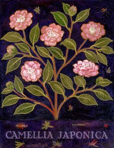 Kamelia av Anna Pugh