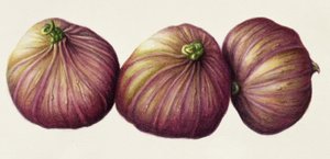 Figs, 2001 (wc på papir) av Annabel Barrett