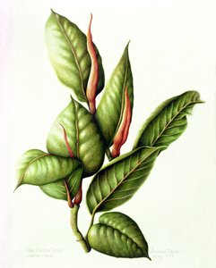 Rubber Plant, 1999 (wc on paper) av Annabel Barrett