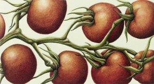 Tomato Vine, 1999 (wc på papir) av Annabel Barrett