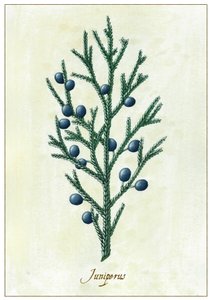 Juniperus, 2015 (gouache)