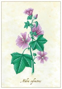 Malva sylvestris, 2015 (gouache)