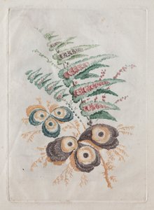 Ny pakke med porteføljer av blomster som er ideelle å bruke for design og maling: Floral Fantasies, ca. 179