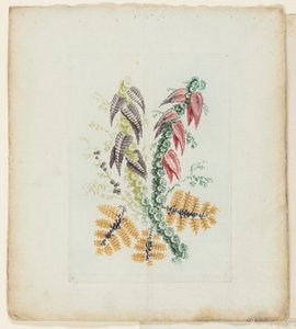 Plate, fra New Suite of Notebooks of Ideal Flowers for bruk av tegnere og malere av Anne Allen
