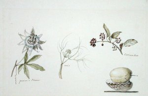 Pasjonsblomst, anis og koriander