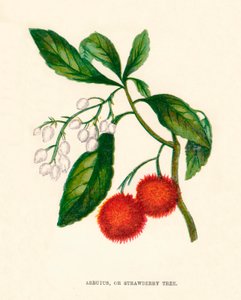 Arbutus, eller jordbærtre, c1891, 1891