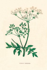 Vanlig hemlock, c1891, 1891