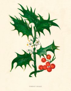 Common Holly, c1891, 1891
