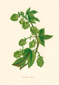 Vanlig humle, c1891, 1891