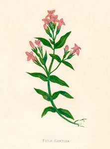 Feltgentian, c1891, 1891