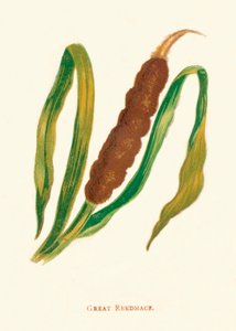 Great Reedmace, c1891, 1891
