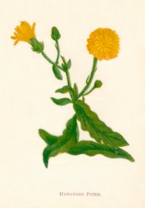 Hawkweed Picris, c1891, 1891