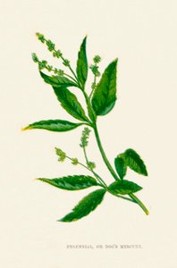 Flerårig, eller Dogs Mercury, c1891, 1891