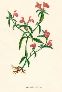 Rød hamp nesle, c1891, 1891