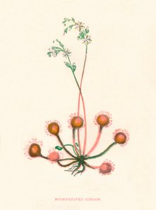 Round-Leaved Soldegg, c1891, 1891