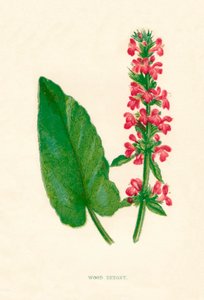 Wood Betony, c1891, 1891