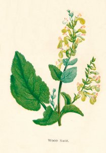 Wood Sage, c1891, 1891
