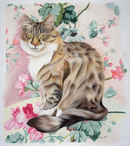 Langt hår tabby
