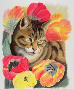 Stripy og tulipan