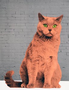 Alle vil være katter, 2017