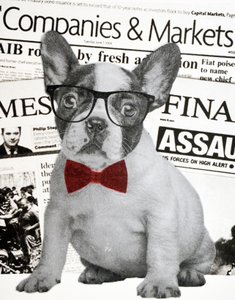 Wall street hund, 2015