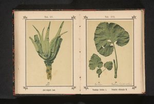 aloe vera Aloe vulgaris Lam. (tittel på objekt) av Anonymous