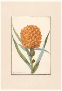 Ananas opp takk av Anonymous