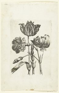 Anjer, tulp en lelie Nye blomsterikoner (serietittel) av Anonymous