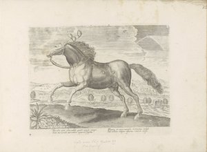 Arabisk paard Bring (tittel på objekt) Paardenrassen uit de Koninklijke stallen van Don Juan van Oostenrijk (serietittel) Hesten, der alle slags adelsmenn: oppførselen til hester skilt fra forskjellige deler av verden valgt (...) (serietittel på objekt) av Anonymous