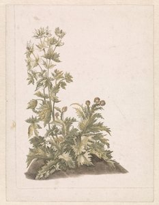 Blomstrende tistler av Anonymous