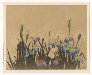 Blomsterstilleben med iris av Anonymous
