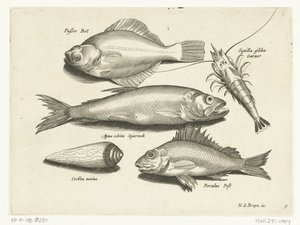 Flyndre, reker, smelte og pos Libelivs diverse Genera piscium complectens (serietittel) Ferskvannsfisk, marin fisk, frosker, krepsdyr og sjødyr (serietittel) av Anonymous