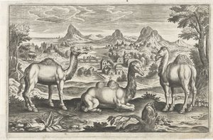 Dromedarer og en kamel Firbeinte dyr (serietittel) Animalivm Qvaddrvpedvm (serietittel) av Anonymous
