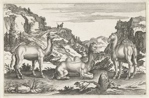 Dromedarer og en kamel Firebeinte dyr (serietittel) Animalivm Qvaddrvpedvm (serietittel) av Anonymous