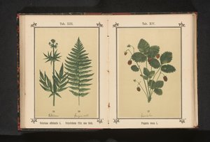 Ekte vendelrot og en gren av en hannbregne Valeriana officinalis L. Polystichum Filix mas Roth (tittel på objekt) av Anonymous